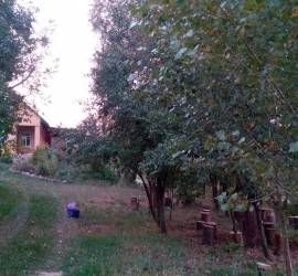 malva-ozerna-4